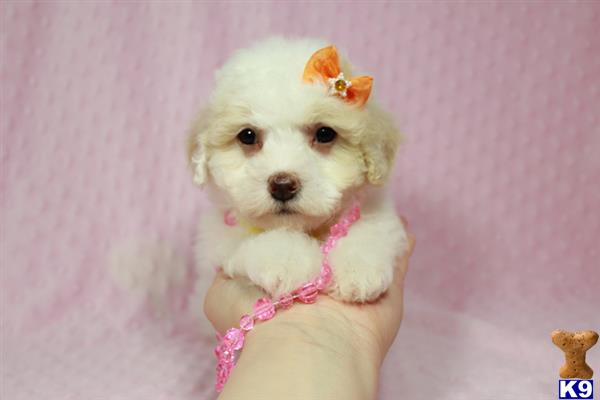 lvpuppyheaven Picture 3